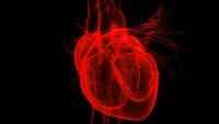 3D illustration of heart